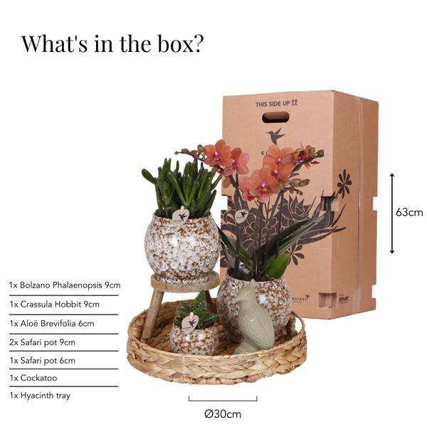Geschenkset Phalaenopsis Orchidee Rot & Sukkulenten – Inkl. 3 Keramik – Ziertöpfe – Pflanzenset mit Dekotieren – Perfekt als Geschenk & Deko – Plant