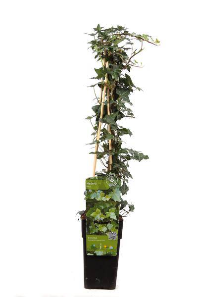 Gemeiner Efeu – Hedera helix – Ø15cm – ca. 65cm hoch – Immergrüne Kletterpflanze – Winterhart & pflegeleicht – Für Fassade, Zaun & Pergola – Plant