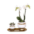 Pflanzenset – Weiße Orchidee & Sukkulente im goldenen Deko – Set – Inklusive Le Chic Ziertöpfen & Tablett – Elegante Zimmerpflanzen – Kombi – Plant