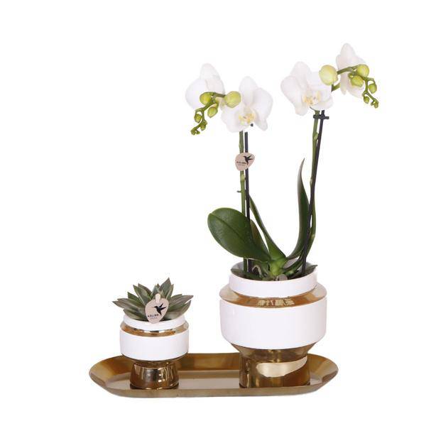 Pflanzenset – Weiße Orchidee & Sukkulente im goldenen Deko – Set – Inklusive Le Chic Ziertöpfen & Tablett – Elegante Zimmerpflanzen – Kombi – Plant