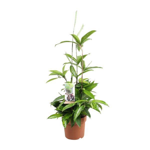 Drachenbaum Dracaena Surculosa Zimmerpflanze Ø17cm ↕55cm – pflegeleichte Grünpflanze für Wohnzimmer, Büro & helle Standorte kaufen – Plant