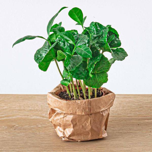 Flaschengarten – Set Dschungel 5 – DIY Pflanzenterrarium mit Coffea, Farn, Palme & Fittonia – Nachfüllpack & Starter – Kit – Plant