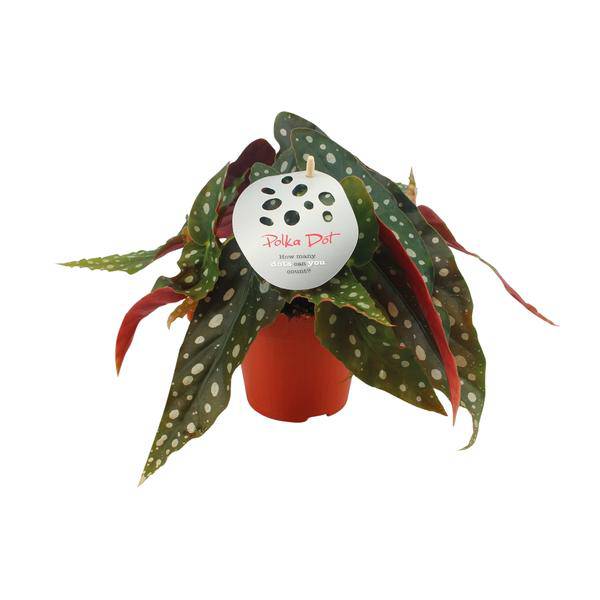 Forellenbegonie – Begonia Maculata – Zimmerpflanze – Ø12cm – ↕20cm – Dekorative Grünpflanze mit gepunkteten Blättern – Pflegeleicht & auffällig – Plant