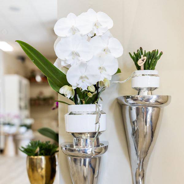 Rhipsalis 2er – Set in silbernen Le Chic Keramiktöpfen – Ø9cm – Stilvolle Zimmerpflanzen – Pflegeleichte Kakteen im eleganten Design – Plant