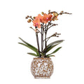 Orange Phalaenopsis Orchidee – Mineral Bolzano – Ø9cm Safari Keramiktopf – Blühende Zimmerpflanze mit 2-3 Zweigen – Elegante Deko für Zuhause & Büro – Plant