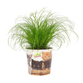 Katzengras – Cyperus Zumula – Wechselblättriges Zyperngras – Ø12cm – ↕23cm – Zimmerpflanze für Katzen – Natürliche Verdauungshilfe & Dekopflanze – Plant