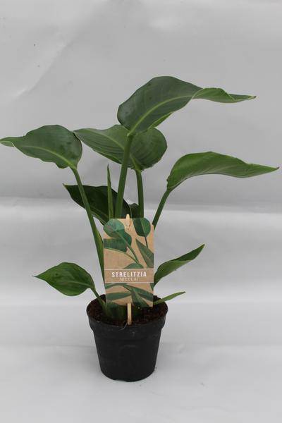 Baum – Strelitzie Strelitzia Nicolai Zimmerpflanze Ø13cm ↕35cm – tropische Grünpflanze für Wohnzimmer, Büro & helle Standorte kaufen