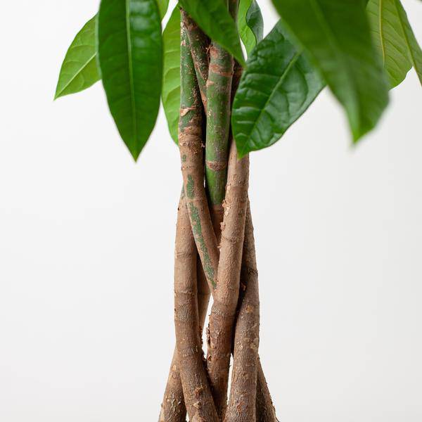 Pachira Aquatica Geldbaum Glückskastanie ca. 80cm mit geflochtenem Stamm im weißen Viber Biotopf Ø21cm – Zimmerpflanze für Wohnung Büro Wohnzimmer – Plant