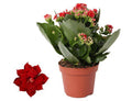 Kalanchoe Rosalina Don Justino Rot – Flammendes Käthchen – Zimmerpflanze Ø12cm ↕27cm – Leuchtend rote Blüten – Pflegeleicht & dekorativ – Plant