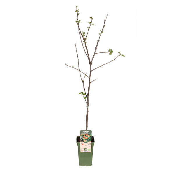 Apfelbaum Jonagold – Winterapfel – Malus Domestica – Ø19cm – 60cm hoch – Obstbaum für Garten & Balkon – Winterhart & Fruchttragend – Plant