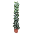Efeutute Scindapsus Pictus Trebie Zimmerpflanze Ø27cm ↕160cm – pflegeleichte Grünpflanze für Wohnzimmer, Büro & helle Standorte kaufen – Plant