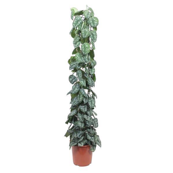 Efeutute Scindapsus Pictus Trebie Zimmerpflanze Ø27cm ↕160cm – pflegeleichte Grünpflanze für Wohnzimmer, Büro & helle Standorte kaufen – Plant