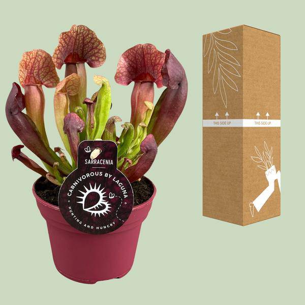 Sarracenia Catesbaei – Fleischfressende Zimmerpflanze – Ø12cm Topf – 23cm Höhe – Pflegeleicht & Dekorativ – Plant