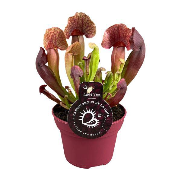 Sarracenia Catesbaei – Fleischfressende Zimmerpflanze – Ø12cm Topf – 23cm Höhe – Pflegeleicht & Dekorativ – Plant
