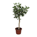 Banyan – Feige Ficus Benghalensis – 200cm hoch – Ø50cm – Exklusive Zimmerpflanze mit großen glänzenden Blättern – pflegeleicht – für Zimmer & Büro – Plant