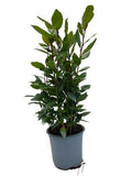 Echter Lorbeer Laurus nobilis – Zimmerpflanze – Ø14cm – Höhe ca. 35cm – Würzpflanze & immergrüne Kübelpflanze – Für Küche, Balkon & Terrasse – Plant