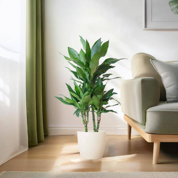 Dracaena Janet Lind 95cm – Drachenbaum Zimmerpflanze Ø21cm im weißen Viber Topf – pflegeleichte luftreinigende Grünpflanze für Wohnzimmer und Büro – Plant