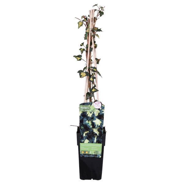 Gold – Efeu – Hedera helix ‘Goldheart’ – Ø15cm – ca. 65cm hoch – Immergrüne & winterharte Kletterpflanze mit gelbgrünen Blättern – Plant