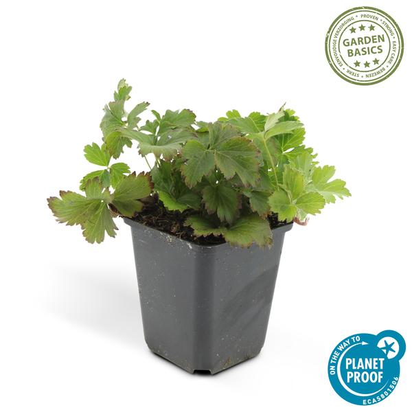 Waldsteinie – Waldsteinia ternata – ↕10-25cm – Ø9cm – 60 Pflanzen – Robuste Bodendeckerpflanze mit gelben Blüten – Sonnig & Halbschattig – Plant