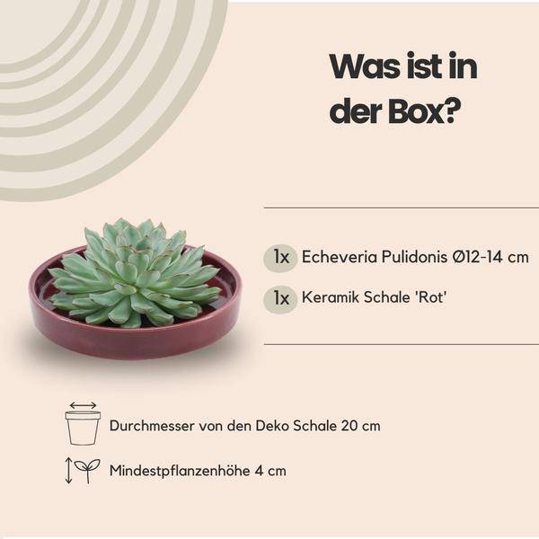 Sukkulente Echeveria Pulidonis Rootless Zimmerpflanze Ø20cm ↕5cm – pflegeleichte Sukkulente für Wohnzimmer, Büro & helle Standorte kaufen – Plant