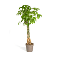 Glückskastanie – Pachira Aquatica – Zimmerpflanze – Ø30cm – Höhe 160-180cm – Geflochtener Stamm & glänzende Blätter – Exotisch & pflegeleicht – Plant