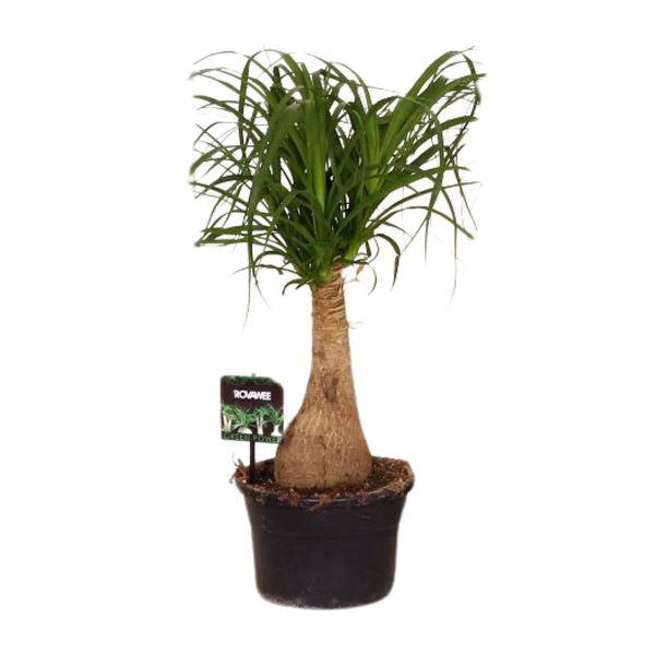 Elefantenfuß Beaucarnea Nolina – Ø19cm – ↕60cm – Pflegeleichte Zimmerpflanze mit luftreinigenden Eigenschaften