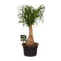 Elefantenfuß Beaucarnea Nolina – Ø19cm – ↕60cm – Pflegeleichte Zimmerpflanze mit luftreinigenden Eigenschaften