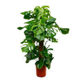 Monstera Deliciosa – Köstliches Fensterblatt – Zimmerpflanze 140cm – Ø24cm – Tropische XXL – Pflanze mit großen grünen Blättern – Pflegeleicht – Plant
