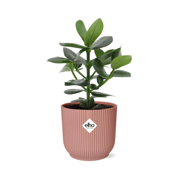 Balsamapfel Clusia Princess – Autogrammbaum – Zimmerpflanze inkl. Ziertopf Vibes Fold Rosa Ø14cm – Grünpflanze mit dicken Blättern