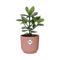 Balsamapfel Clusia Princess – Autogrammbaum – Zimmerpflanze inkl. Ziertopf Vibes Fold Rosa Ø14cm – Grünpflanze mit dicken Blättern