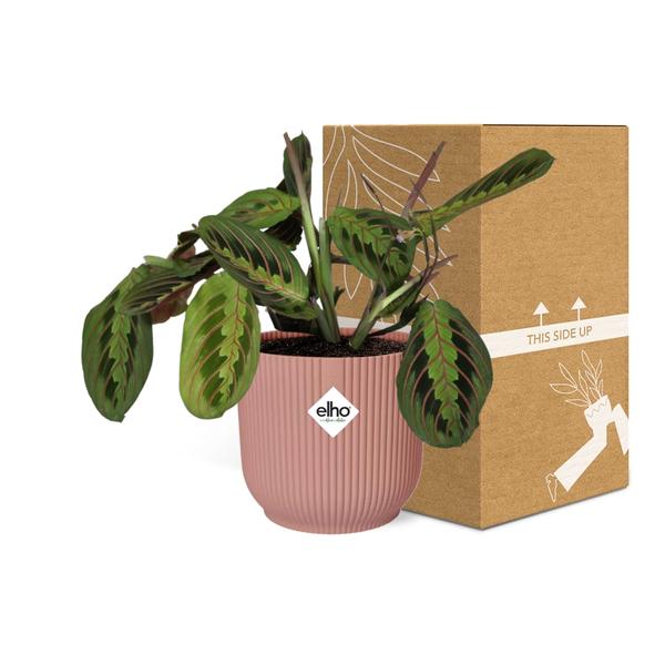 Pfeilwurz Maranta Leuconeura Fascinator Tricolor Zimmerpflanze Ø14cm ↕25cm mit dekorativem Übertopf – pflegeleichte Grünpflanze für Wohnzimmer – Plant