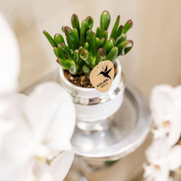 Rhipsalis 2er – Set in silbernen Le Chic Keramiktöpfen – Ø9cm – Stilvolle Zimmerpflanzen – Pflegeleichte Kakteen im eleganten Design – Plant