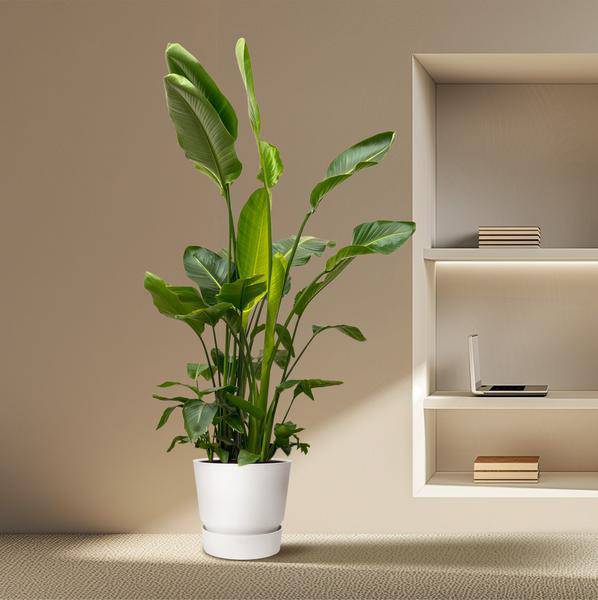 Strelitzia Nicolai – Baumstrelitzie – Zimmerpflanze 250cm – Ø40cm – Weißer Paradiesvogel mit großen grünen Blättern – Plant