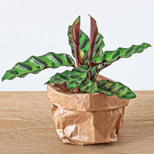 Pfauenpflanze Calathea Lancifolia Zimmerpflanze Ø6cm – pflegeleichte Grünpflanze für Wohnzimmer, Büro & helle Standorte kaufen – Plant