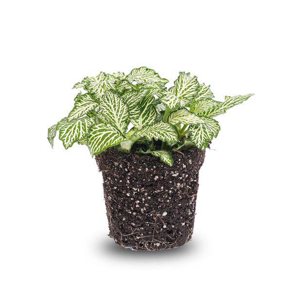 Mosaikpflanze Fittonia White Weißer Tiger Zimmerpflanze Ø8cm – pflegeleichte Grünpflanze für Wohnzimmer, Büro & helle Standorte kaufen – Plant