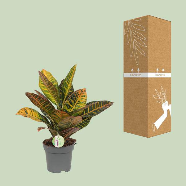 Wunderstrauch Codiaeum 'Petra' – Croton – Ø17cm x H45cm – Bunt gemusterte Zimmerpflanze – Tropisches Laub in Rot, Gelb & Grün – Für Halbschatten – Plant