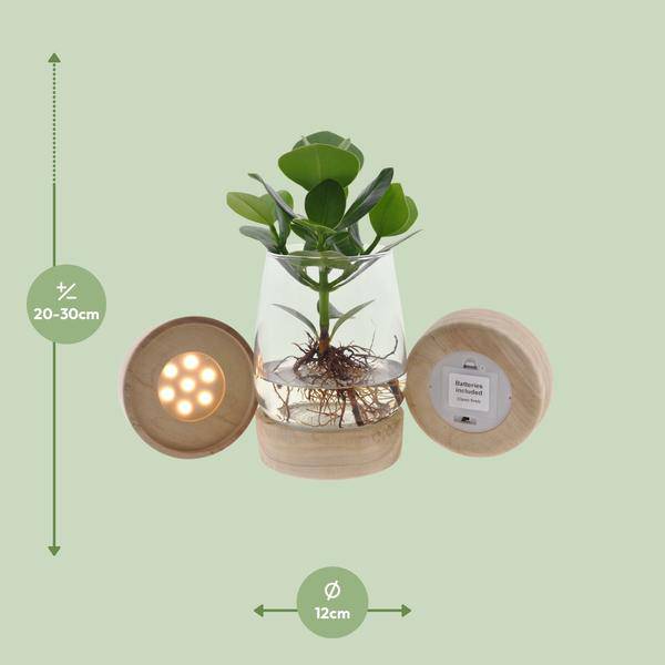 Clusia im Kingston Glas mit LED – Ø12cm – ↕30cm – Hydrokultur im dekorativen Glasgefäß – Plant
