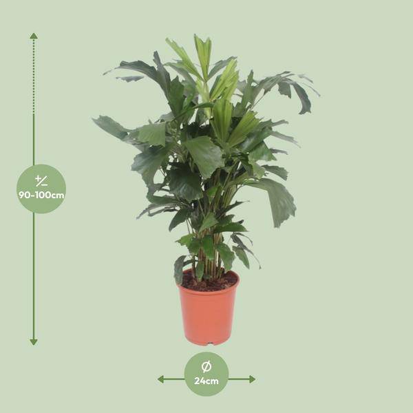 Fischschwanzpalme Zimmerpflanze Ø24cm ↕110cm – tropische Grünpflanze für Wohnzimmer, Büro & helle Standorte kaufen – Plant