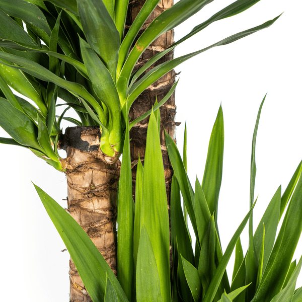 Riesen – Palmlilie Yucca Elephantipes Zimmerpflanze Ø27cm ↕160cm – pflegeleichte Grünpflanze für Wohnzimmer, Büro & helle Standorte kaufen – Plant