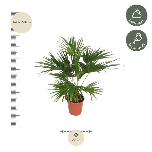 Chinesische Schirmpalme – Livistona Chinensis – Zimmerpflanze – 170cm – Ø27cm – pflegeleichte tropische Fächerpalme für Innen und Außen – Plant