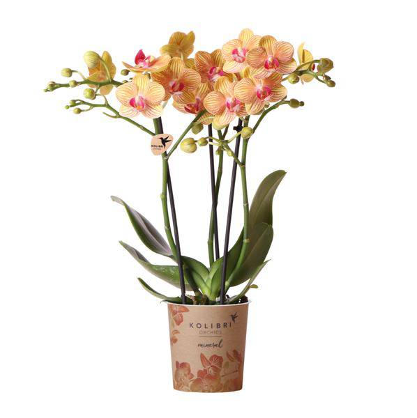 Phalaenopsis Orchid Orange Jamaica Zimmerpflanze Ø9cm – blühende Orchidee für Wohnzimmer, Büro & helle Standorte kaufen – Plant