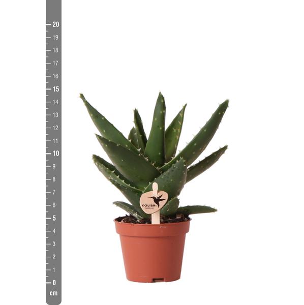 Sukkulente Aloe Brevifolia Zimmerpflanze Ø6cm – pflegeleichte Sukkulente für Wohnzimmer, Büro & helle Standorte kaufen – Plant