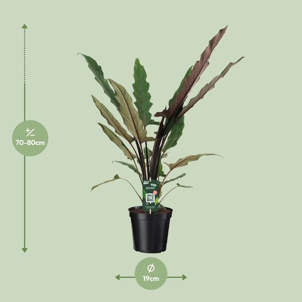 Elefantenohr Alocasia Lauterbachiana Zimmerpflanze Ø19cm ↕80cm – pflegeleichte Grünpflanze für Wohnzimmer, Büro & helle Standorte kaufen – Plant