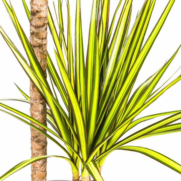 Dracaena Marginata Sunray Drachenbaum – Zimmerpflanze Ø19cm – ca. 80-100cm hoch – Tropischer Akzent mit grünen und gelben Blättern – Plant
