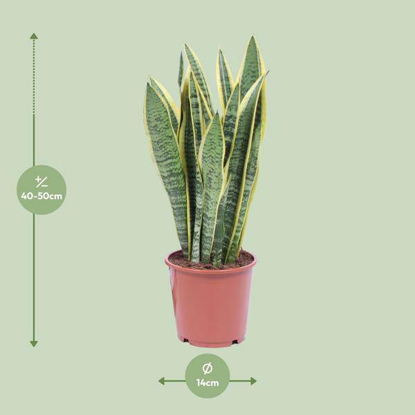 Bogenhanf Sansevieria Trifasciata Laurentii Zimmerpflanze Ø14cm ↕50cm – pflegeleichte Grünpflanze für Wohnzimmer, Büro & helle Standorte kaufen – Plant
