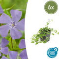 Kleines Immergrün – Vinca minor – ↕10-25cm – Ø9cm – Blauer Bodendecker – Sonne & Schatten – Pflegeleicht – Plant