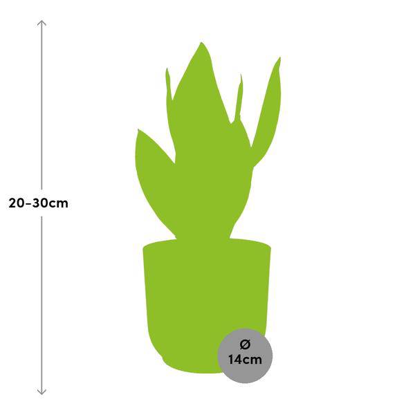 Bogenhanf Sansevieria Futura Superba – Schwiegermutterzunge Zimmerpflanze inkl. Ziertopf Vibes Fold Rosa Ø14cm – Pflegeleicht & luftreinigend