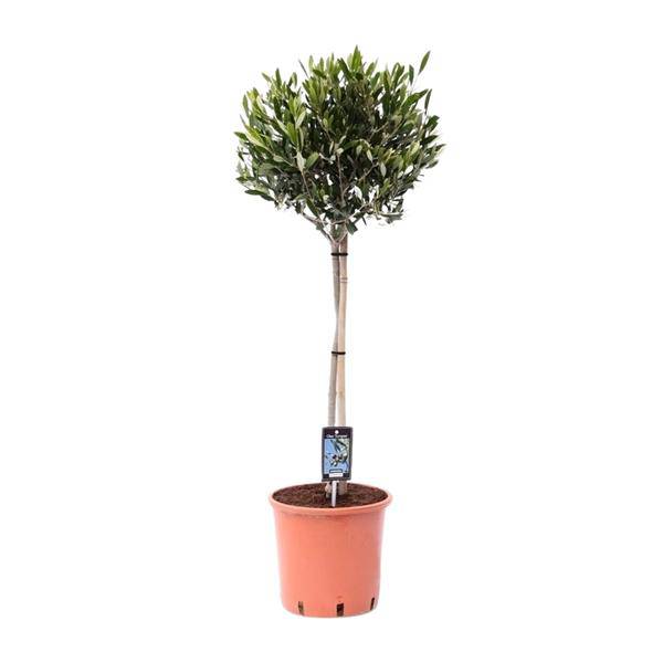 Olivenbaum Olea europaea Gartenpflanze Ø22cm ↕100cm – Pflanze für Garten, Balkon, Terrasse, Kübel & Beet online kaufen – Plant