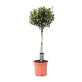 Olivenbaum Olea europaea Gartenpflanze Ø22cm ↕100cm – Pflanze für Garten, Balkon, Terrasse, Kübel & Beet online kaufen – Plant