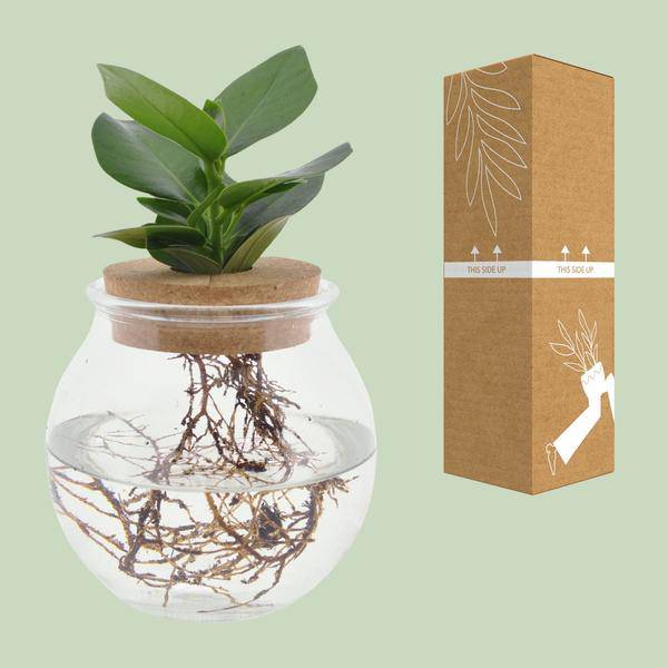 Clusia im Kugelglas mit Schnappkorken – Ø12cm – ↕30cm – Hydroponie – Deko mit grünen Pflanzen – Plant